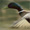 Aufgang der Entenjagd